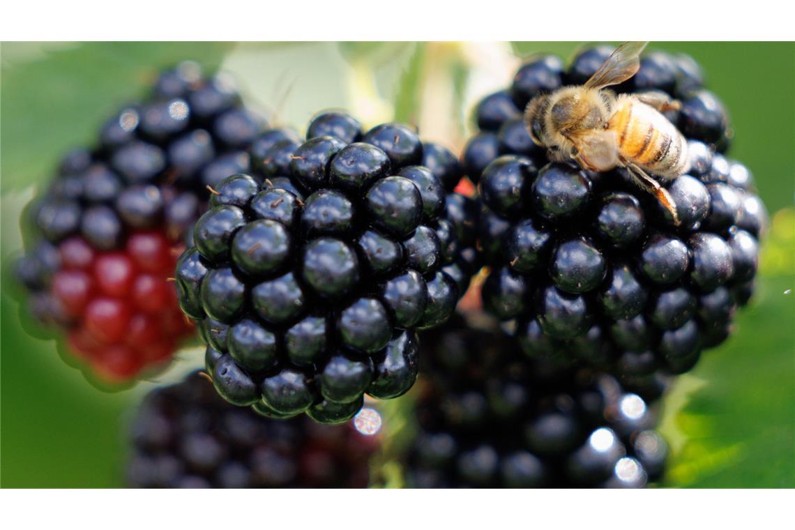 „Brombeer-Koalition“ statt Grüne Spielt jetzt auch in der Politik eine Rolle: die Brombeere