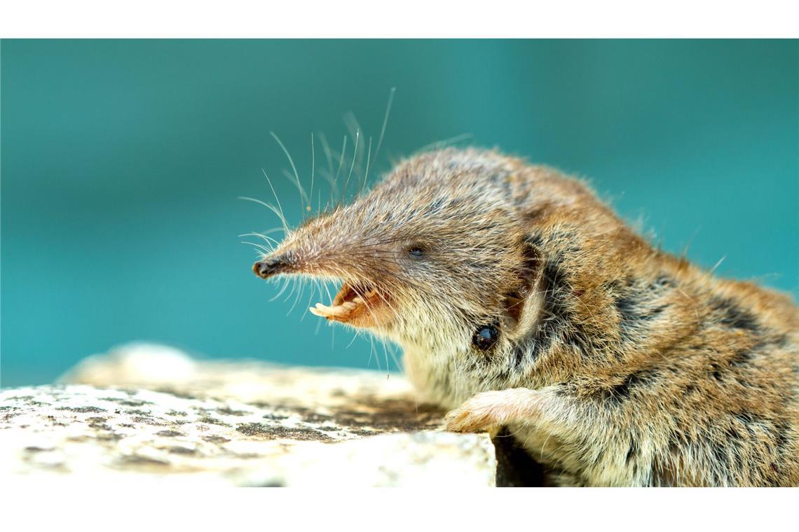 Bornavirus: Diese Symptome treten auf