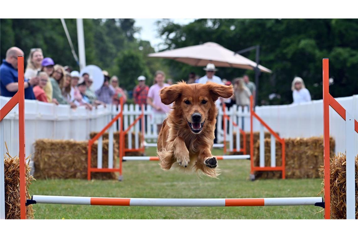 Bilder des Tages Sportlich: Ein Hund nimmt die Hürden beim Goodwoof Fest in West Sussex