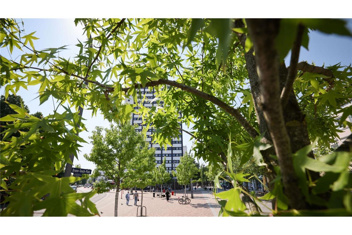 Stadtbäume helfen, an heißen Tagen für etwas Kühlung zu sorgen. (Symbolbild)