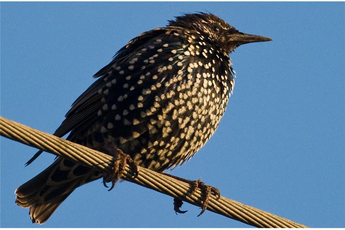 Star (Sturnus vulgaris).