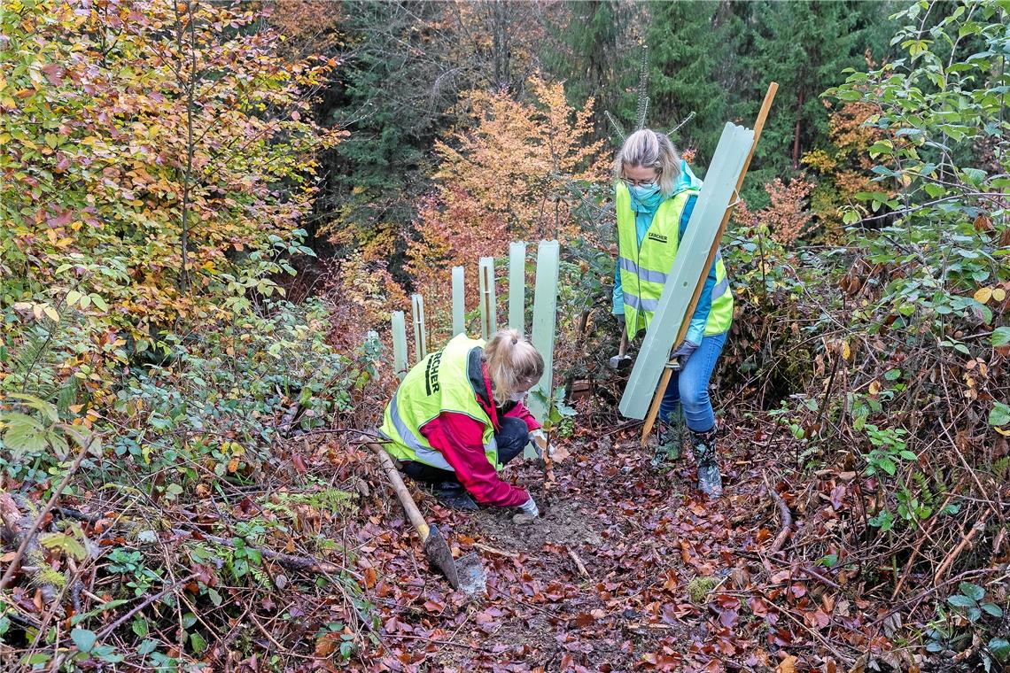 Steile Angelegenheit: Am Hang im Wald setzet ein Zweierteam junge Bäume. Die Pflanzen erhalten auch Schutzhüllen, damit sich Rehe nicht über die frische Triebe hermachen können. Sonst haben sie wenig Überlebenschancen. Fotos: J. Fiedler