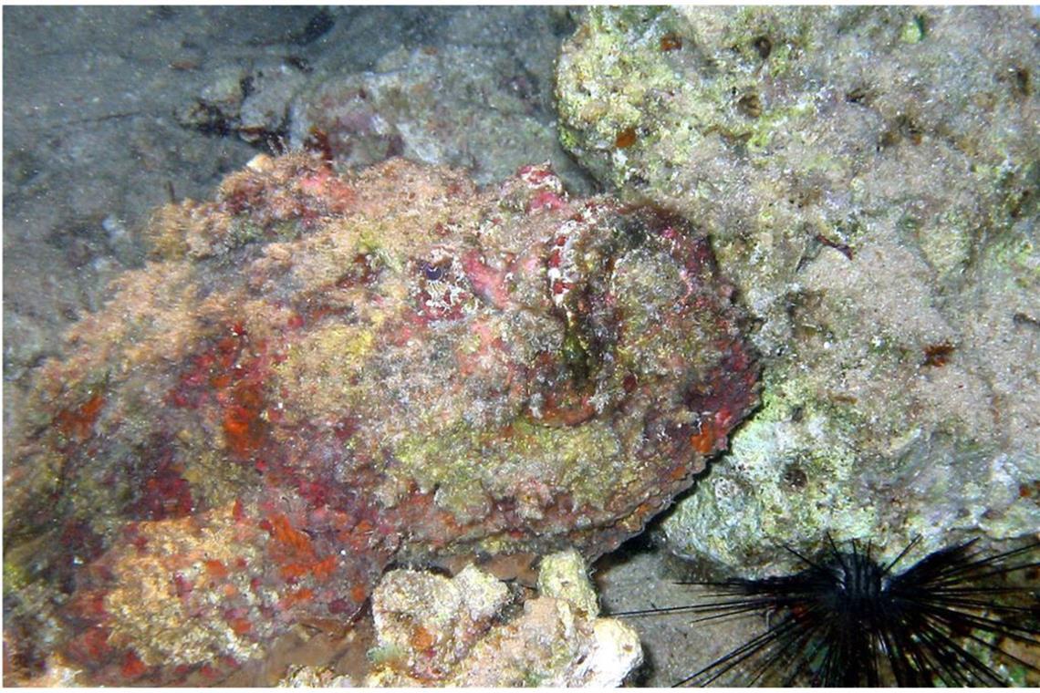 Steinfisch (Synanceiidae): Er lebt im tropischen Indopazifik und Roten Meer und wird von Tauchern oft übersehen, weil er sich kaum vom Meeresboden unterscheidet. Seine Stacheln durchdringen Badeschuhe und Neoprenanzüge wie heiße Nadeln Wachs. Das Gift wird in die Wunde injiziert, was zu Kammerflimmern, Blutdruckabfall und Lähmungen und schließlich zum Tod führen kann.