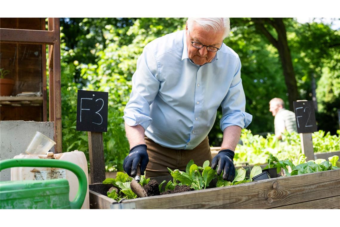 Steinmeier gärtnert in einem Hochbeet in Berlin-Neukölln.