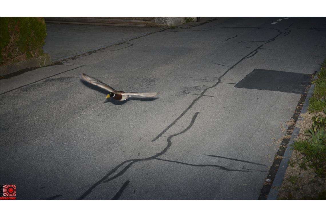 Schweizer Gemeinde: Rasende Ente in der Radarfalle Stockenten können mit bis zu 100 km/h fliegen.