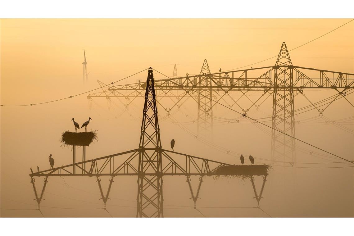 Bilder des Tages Störche sitzen im Morgennebel auf ihren Nestern auf Strommasten bei Lemwerder.