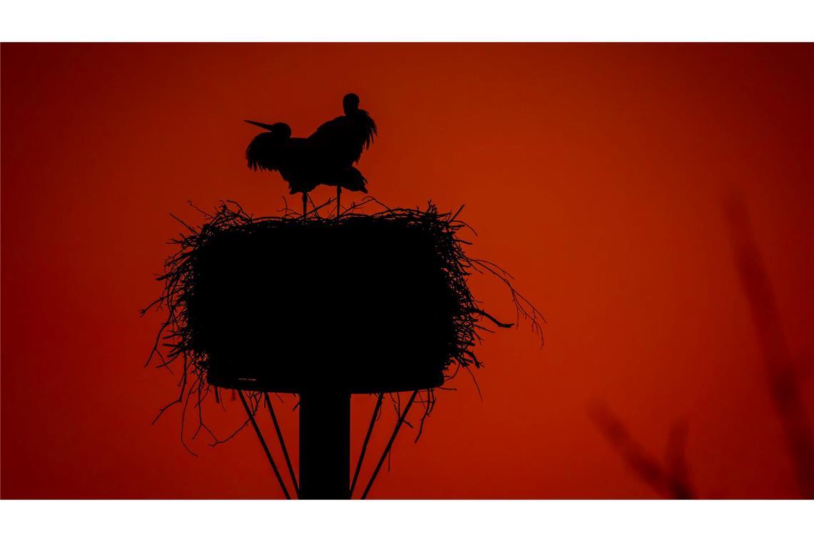 Bilder des Tages Störche stehen im Licht der untergehenden Sonne.