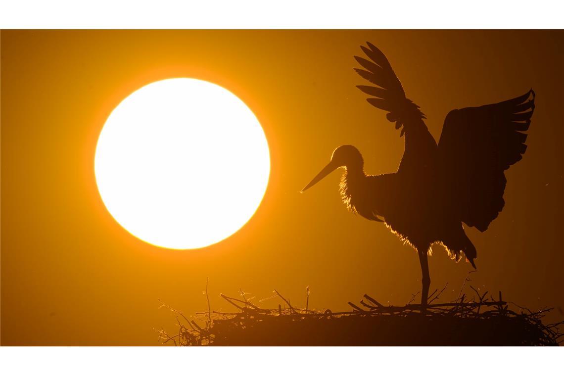 Bilder des Tages Storchen-Sonnengruß