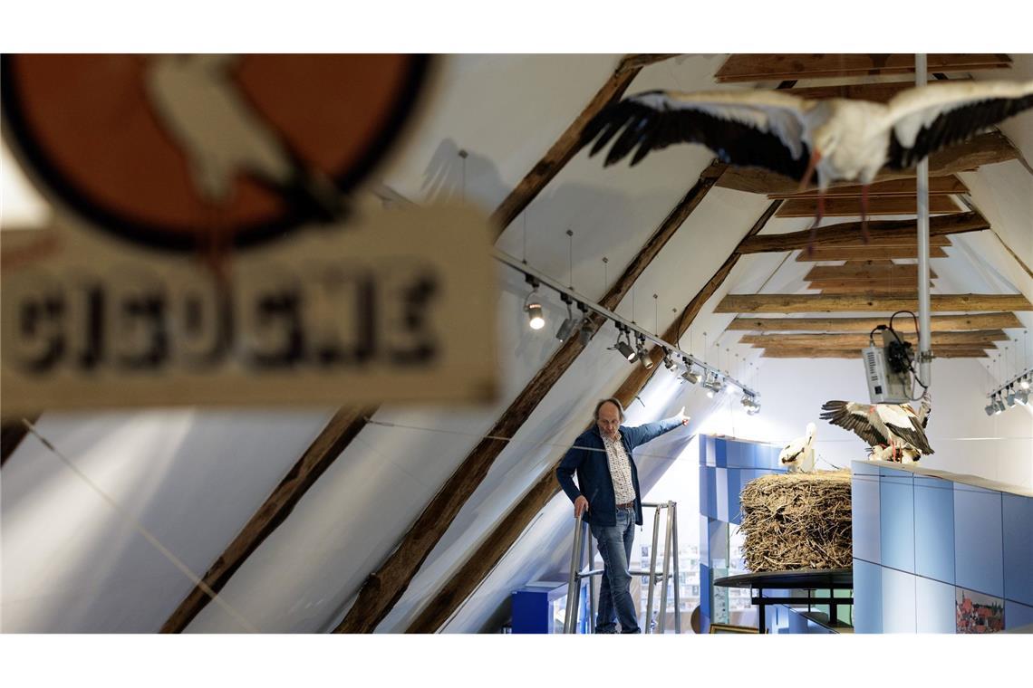 "Storchenvater" und Autor Alfons Rolf Bense führt durch das Westfälische Storchenmuseum. Ein großes Exponat ist ein Original-Storchennest, das wegen Sanierungsarbeiten von einem maroden Schornstein genommen werden musste. Es wog fast eine Tonne. Museumsbesucher können über eine Leiter hineinschauen.