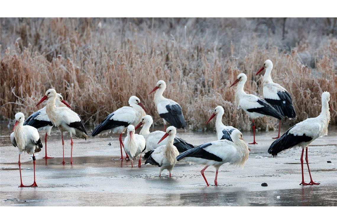 Bilder des Tages Storks on the rocks: Ob diese "Klapperstörche" an einem vereisten Gewässer am Südrand der Schwäbischen Alb jetzt wohl vor Kälte klappern?