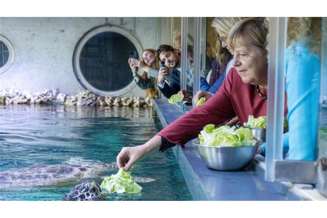 Bilder des Tages Stralsund: Ex-Kanzlerin Angela Merkel füttert Schildkröte bei Rundgang durch das Meeresmuseum