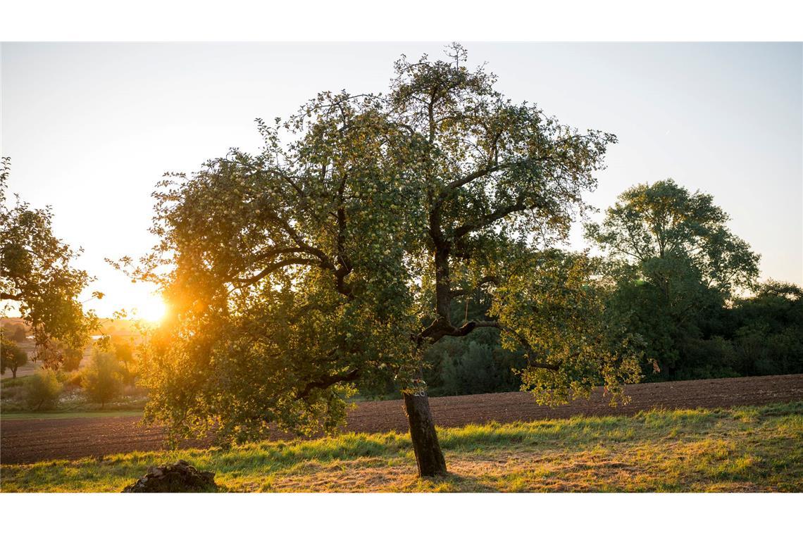 Streuobstwiesen bieten vielen Arten eine Heimat. (Symbolbild)