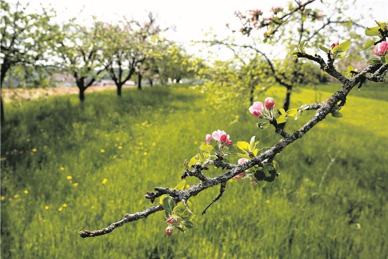 Streuobstwiesen sind nicht nur ökologisch wertvoll, sie halten auch qualitativ hochwertige Früchte bereit. Für die Eigentümerinnen und Eigentümer ist es allerdings nicht immer einfach, Aufgaben wie den Baumschnitt zu bewältigen. Foto: Alexander Becher