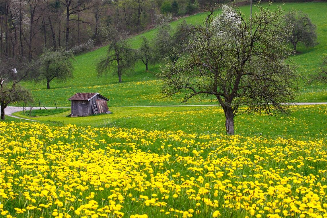 Streuobstwiesen wie hier bei Fornsbach prägen auch die Landschaft des Naturparks Schwäbisch-Fränkischer Wald. Früher gehörte der heimische Obstanbau mit zur eigenen Grundversorgung, heute ist das Wissen in den Familien nicht mehr so selbstverständlich präsent. Der Obstbauverein setzt sich aber für die Vermittlung ein. Archivfoto: Alexander Becher