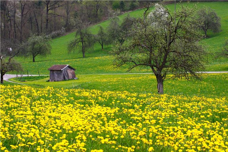 Streuobstwiesen wie hier bei Fornsbach prägen auch die Landschaft des Naturparks Schwäbisch-Fränkischer Wald. Früher gehörte der heimische Obstanbau mit zur eigenen Grundversorgung, heute ist das Wissen in den Familien nicht mehr so selbstverständlich präsent. Der Obstbauverein setzt sich aber für die Vermittlung ein. Archivfoto: Alexander Becher