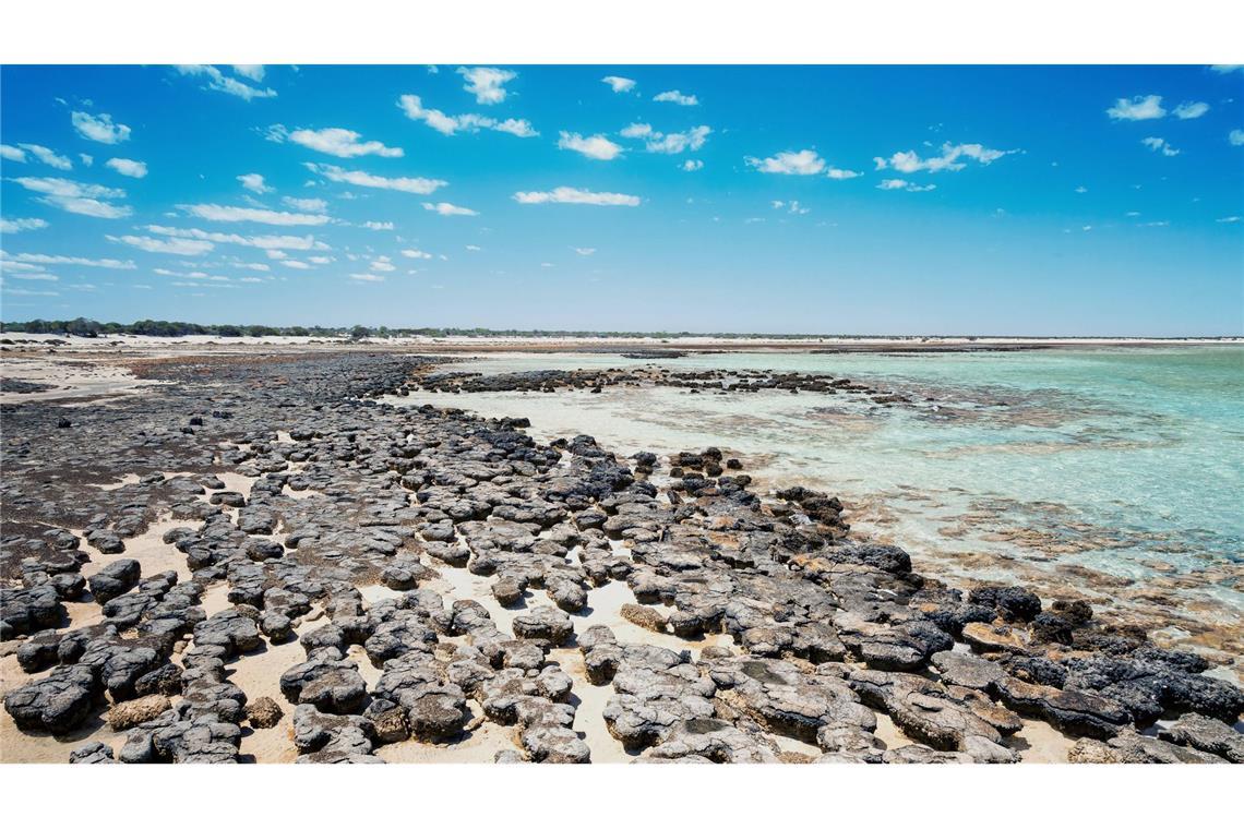 Wie entstand Leben auf der frühen Erde? Neue Stickstoffquelle entdeckt Stromatolithen in Australien.