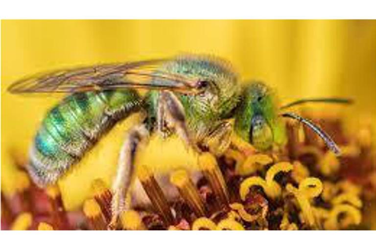 Strukturfarben verleihen der Wildbiene Agapostemon subtilior ihre schimmernde Färbung.