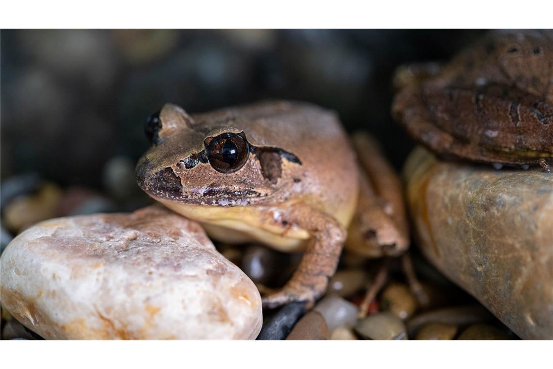 Südliche Stotterfrösche sind in freier Wildbahn vom Aussterben bedroht.
