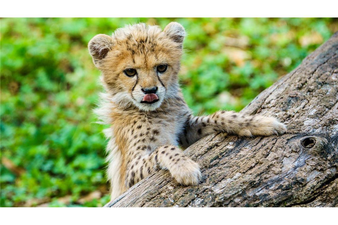 Bilder des Tages Süßer geht’s nicht: Gepardenmädchen Assama