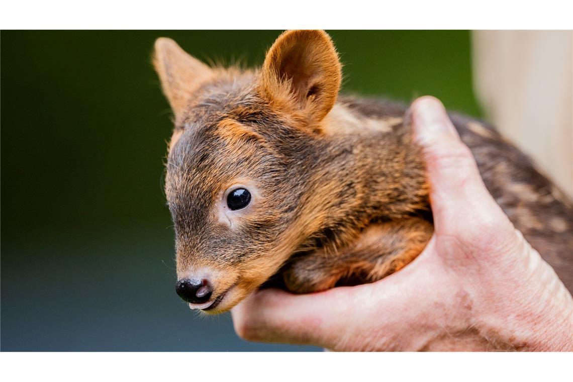 Bilder des Tages Süßer Südpudu-Nachwuchs: Das weibliche Südpudu Baby „Adora“ wird von einem Pfleger im Kölner Zoo gehalten. Südpudus gehören zu den Hirschen.