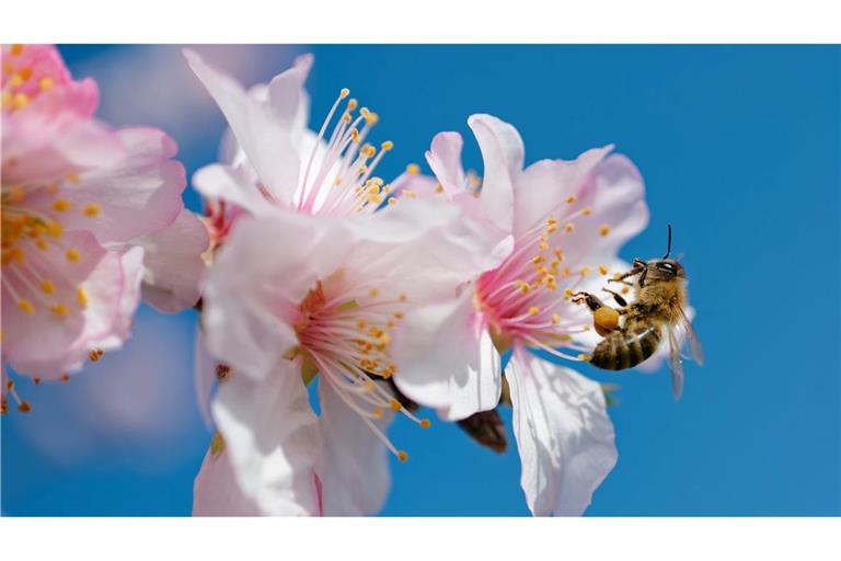 Summ, summ, summ: Eine Biene fliegt zur Blüte eines Mandelbaums in Rheinland-Pfalz.