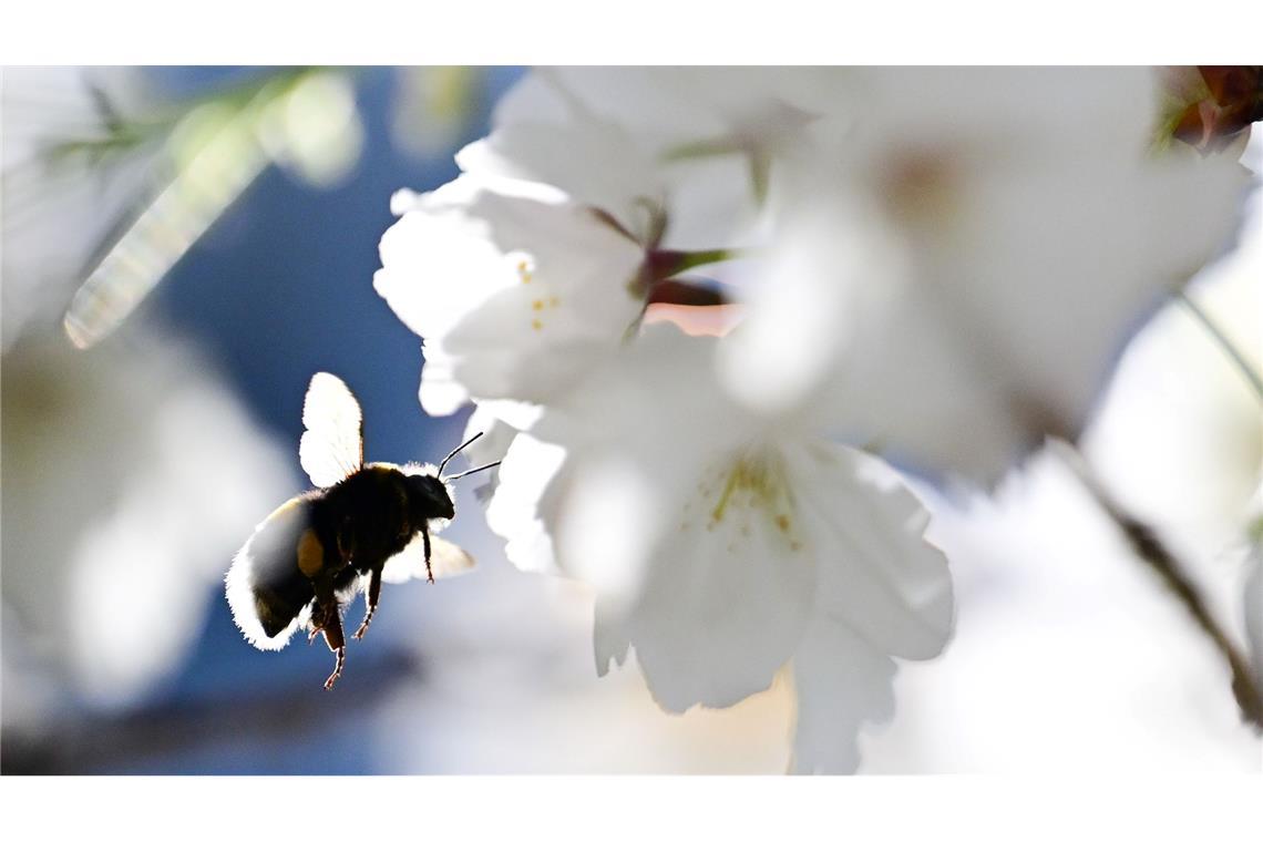 Summen im Gegenlicht: Eine Hummel fliegt zu einer Blüte einer Zierkirsche.
