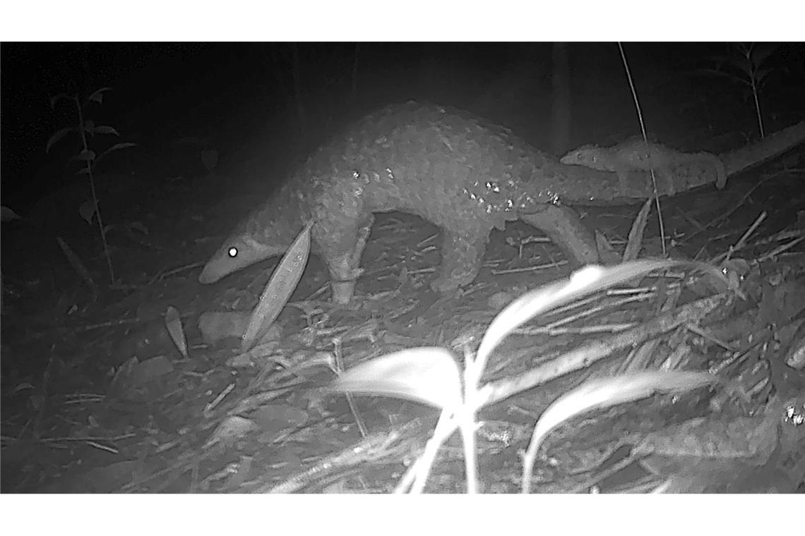 Sunda-Schuppentiere sind vor allem wegen Wilderei und Lebensraumverlust vom Aussterben bedroht.