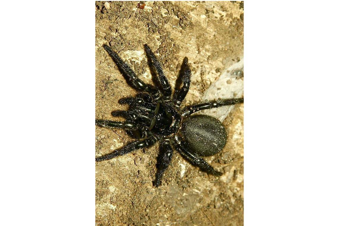 Sydney-Trichternetzspinn (Atrax robustus): Sie gilt als die giftigste  Spinne der Welt. Ein Biss des in Australien vorkommenden Krabbeltieres führt zu schweren Nervenschäden und zum Tod. Das Gift lähmt die Muskulatur und Atmung. Wenn es das Herz erreicht, ist es für jede Hilfe zu spät.