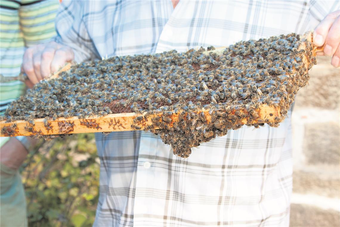 Jungbienen in Schorndorf gestohlen Symbolbild: Jörg Fiedler
