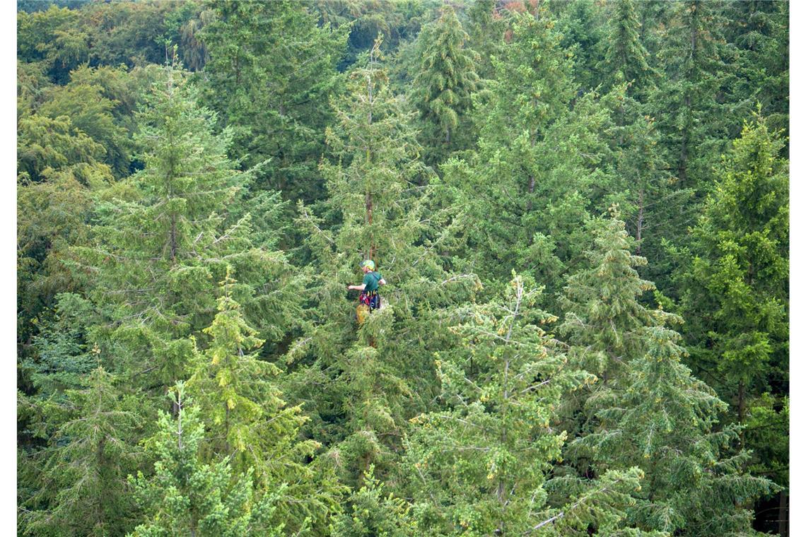 Symbolbild von Douglasien: „Waldtraut vom Mühlwald“ ist Deutschlands höchster Baum.