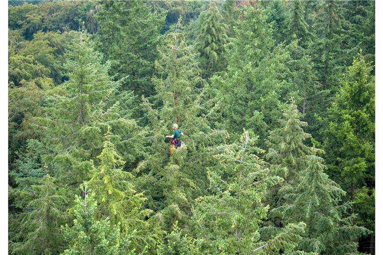 Symbolbild von Douglasien: „Waldtraut vom Mühlwald“ ist Deutschlands höchster Baum.