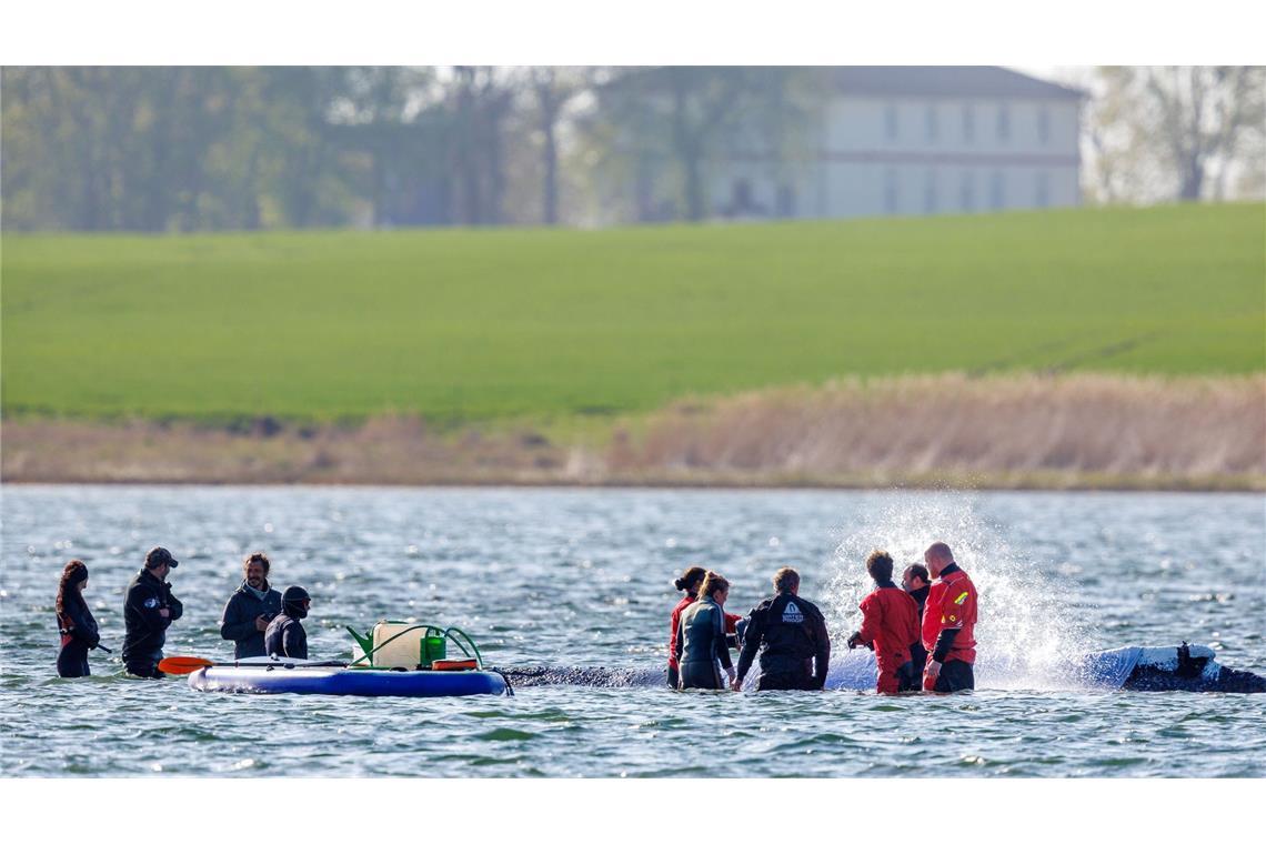 Täglich über Stunden ist direkt am Buckelwal vor der Insel Poel Getöse und Gewusel.