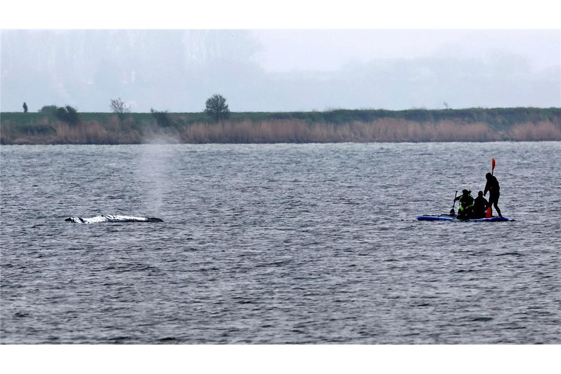Tag vier der Rettungsaktion - rund um den Wal laufen die Vorbereitungen für seinen Transport ins offene Meer.