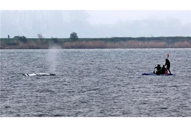 Tag vier der Rettungsaktion - rund um den Wal laufen die Vorbereitungen für seinen Transport ins offene Meer.