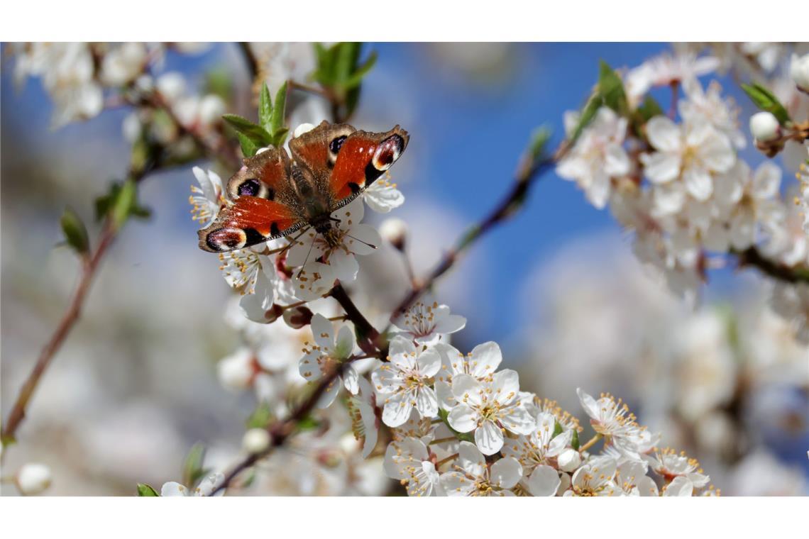 Tagpfauenauge auf Baumblüten