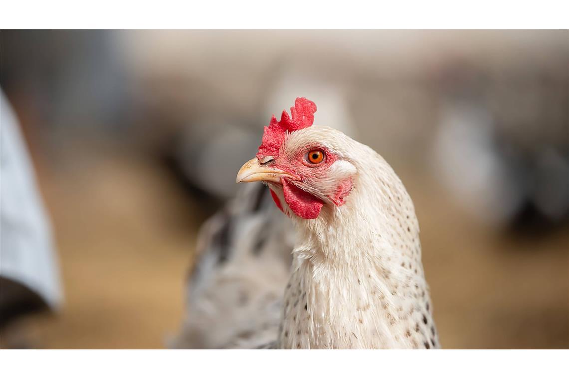 Großbrand in Niederstetten – Tausende Masthähnchen sterben Tausende Masthähnchen sollen bei dem Brand ums Leben gekommen sein. (Symbolbild)