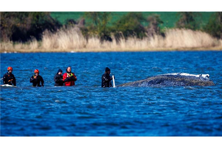 Teils war ein mehrköpfiges Team direkt beim Wal im Einsatz.