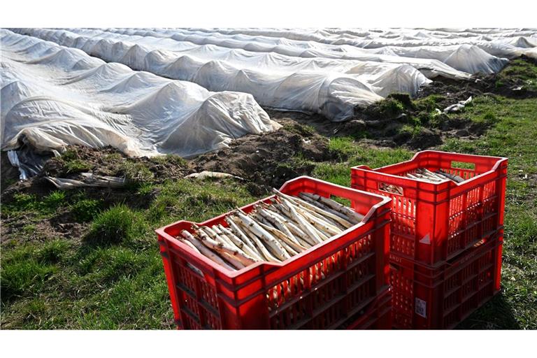Teure Handarbeit: Spargelanbau in Deutschland. (Archivbild)