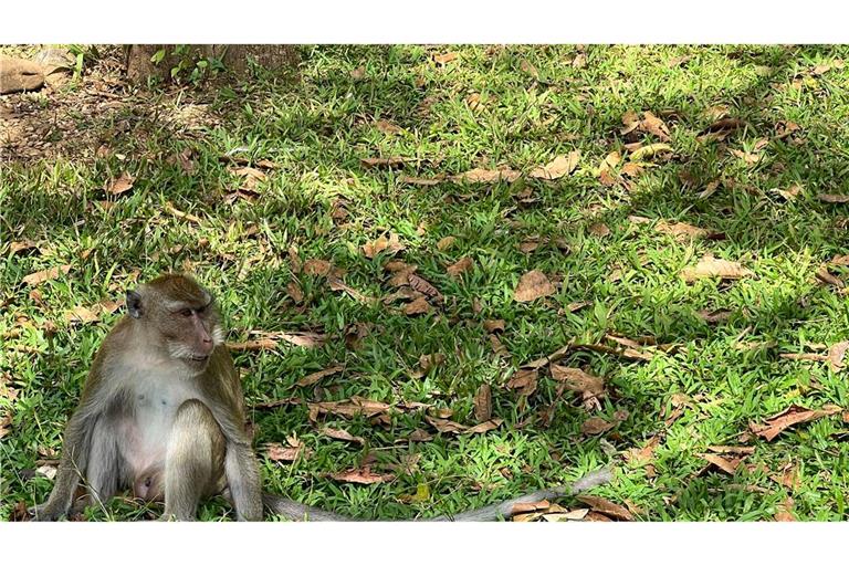 Thailändische Behörden haben Dutzende Affen befreit. (Archivbild)