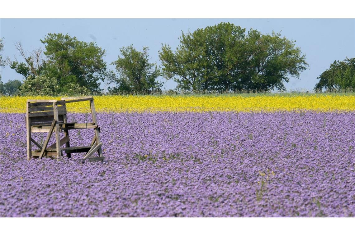 Bilder des Tages Thron im Blütenmeer: Eine Ansitz für die Jagd steht in einem Feld mit blühender Phacelia und mit Ackersenf im Leipziger Land in Sachsen.