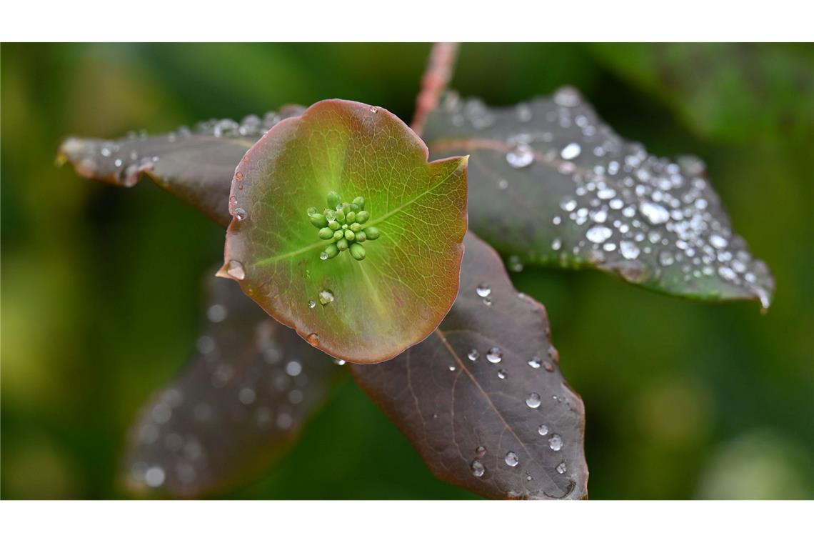 Bilder des Tages Thüringen: Regentropfen glitzern auf Blättern im Park von Schloss Bertholdsburg
