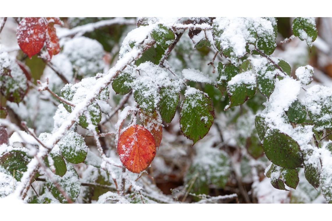 Thüringer Wald: Frischer Schnee trifft auf farbenfrohe Laubblätter