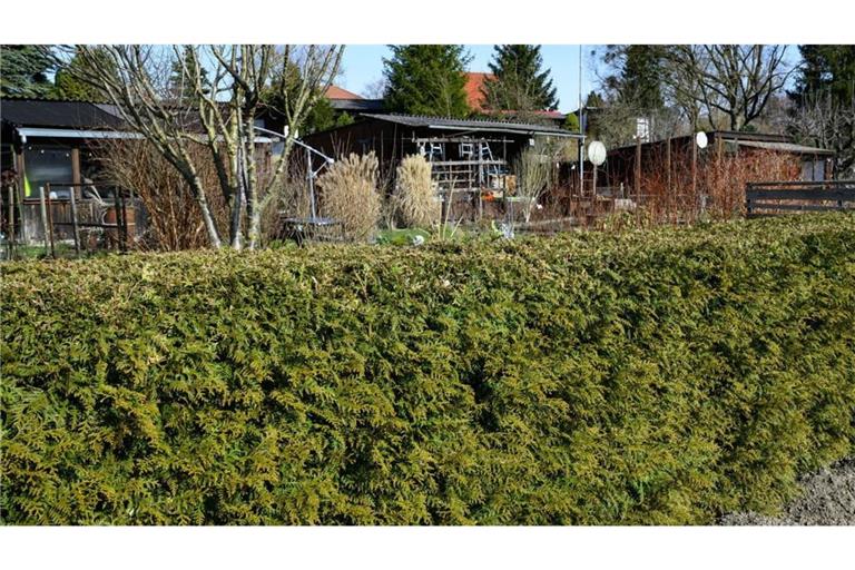 Thuja-Hecke im Kleingarten.