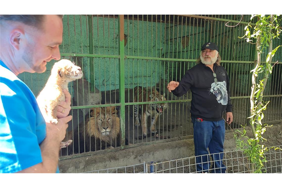 Hybrid aus Löwe und Tiger: Liger in rumänischem Zoo geboren Tierarzt Gabriel Gaspar (l) mit dem Liger-Baby und Zoo-Besitzer Dorin Soimaru stehen vor dem Käfig, in dem die Eltern des Ligers, der Löwe und die Tiger-Dame zu sehen sind.
