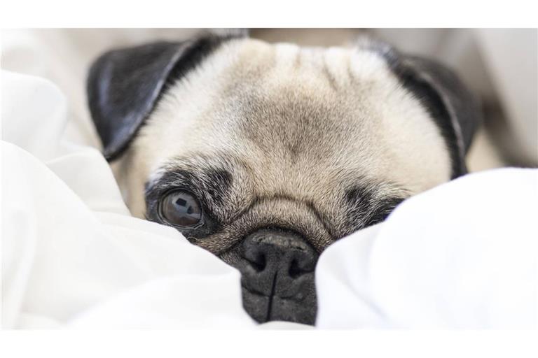 Tiere im Bett? Muss man mögen! Tiere im Himmel? Kann gar nichts anders ein!