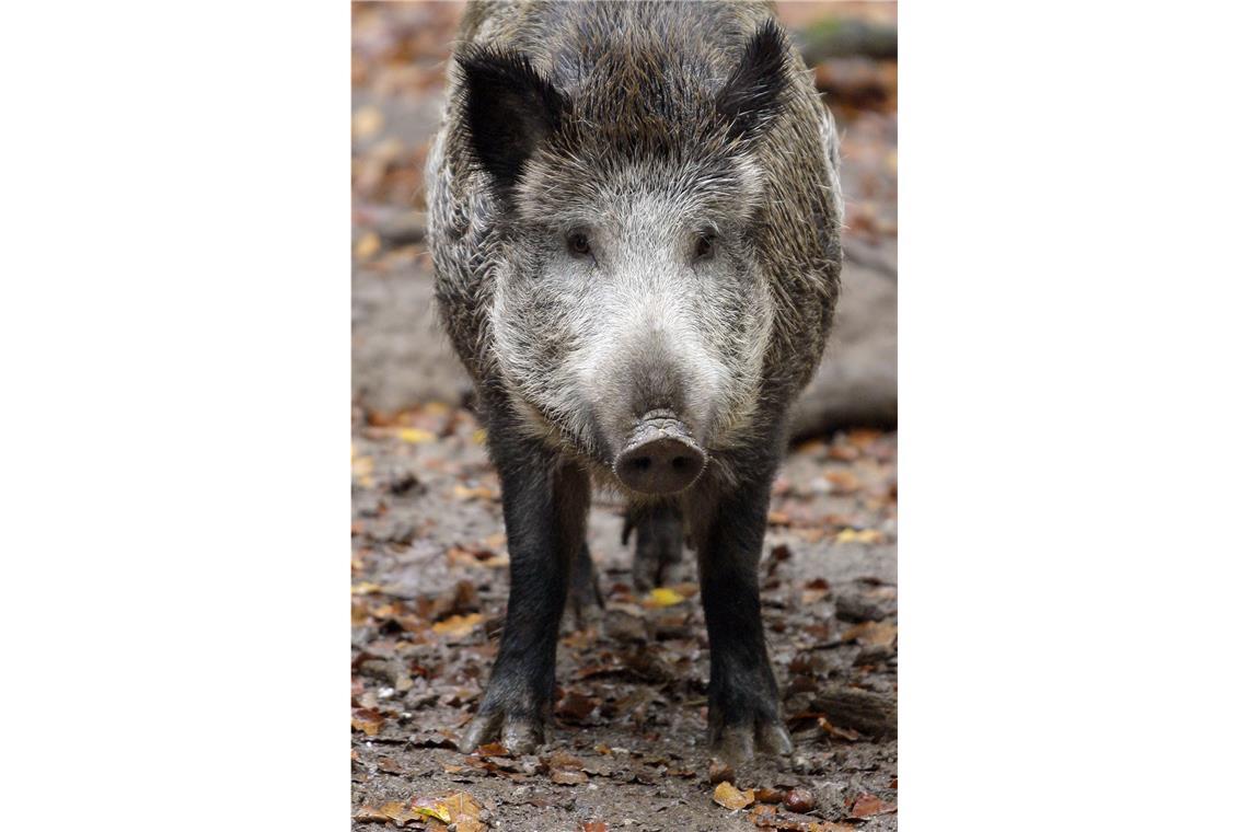 So können auch Sie in der Wildnis überleben Tiere: Verhalten Sie sich ruhig, wenn sie größeren wild lebenden Tieren wie Wildschweinen begegnen. Geraten Sie nicht in Panik und reizen Sie die heimischen Bewohner nicht.