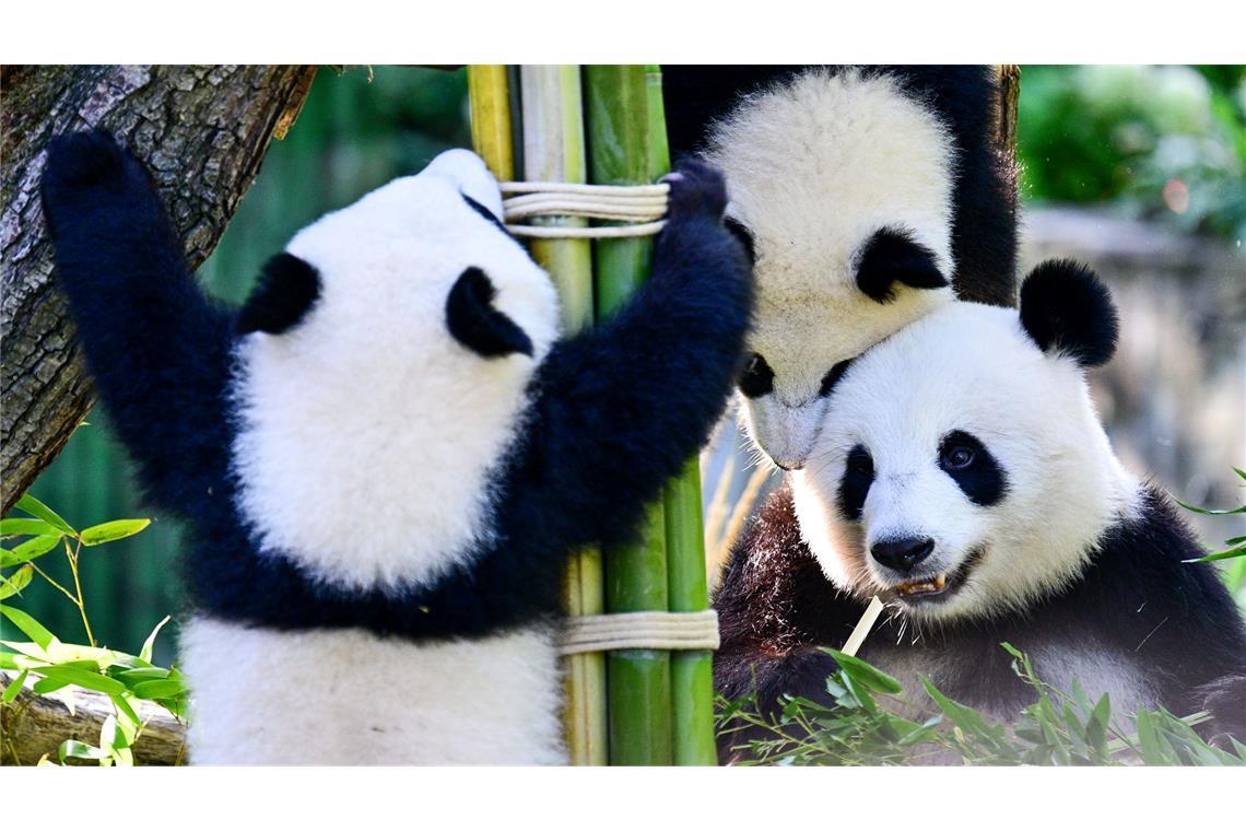 Bilder des Tages Tierische Party in der Hauptstadt: Mutter Meng Meng (rechts unten) feiert mit Leni und Lotti den ersten Geburtstag der beiden Panda-Zwillinge im Berliner Zoo.