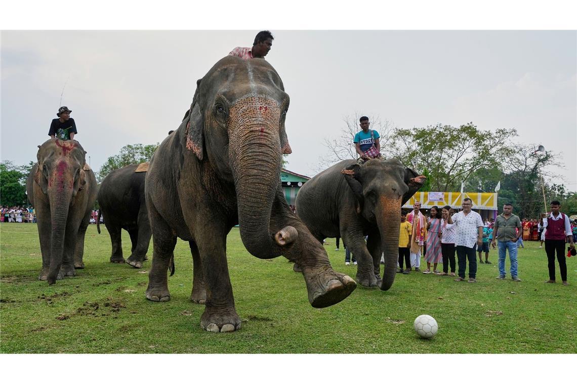 Bilder des Tages Tierisches Spektakel: Elefant beim Stammesfest in Boko