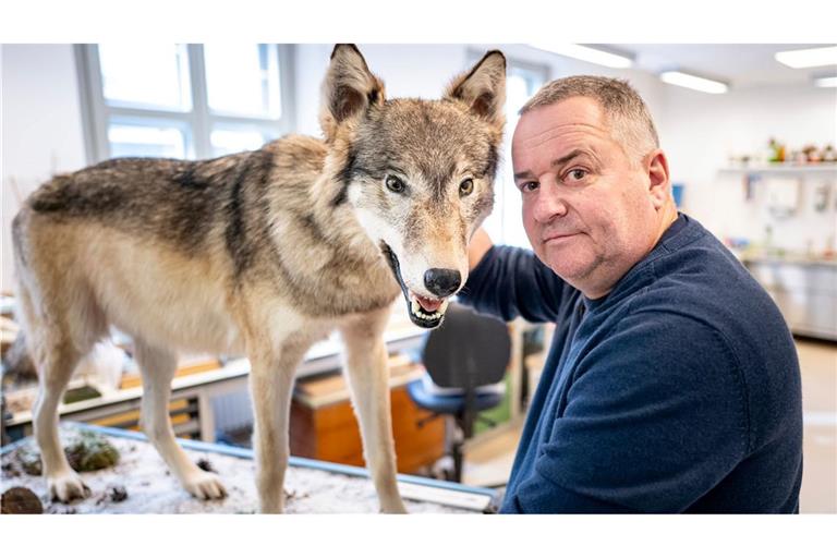 Tierpräparator Christian Blumenstein mit Wölfin "Bella".