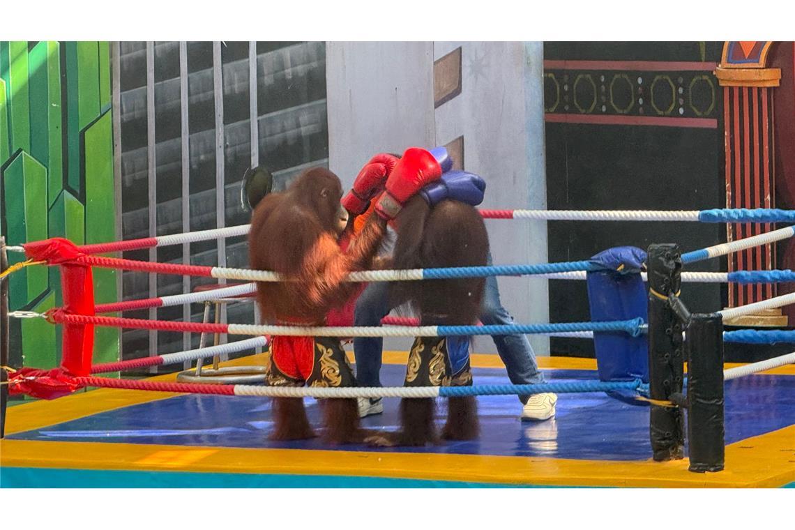 Tierschützer sind entsetzt über die Box-Spektakel.